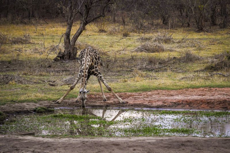 Safari gros gibier au Zamb&egrave;ze