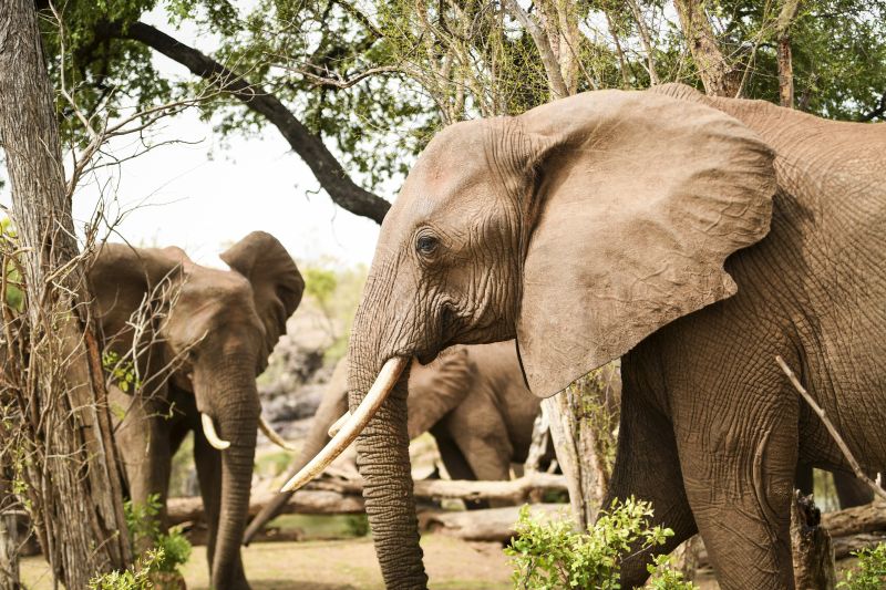 Safari gros gibier au Zamb&egrave;ze