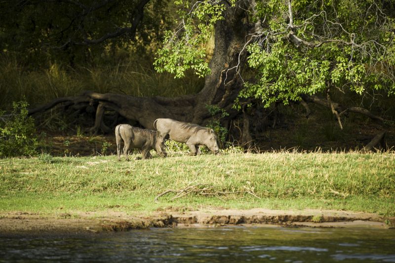 Safari gros gibier au Zamb&egrave;ze