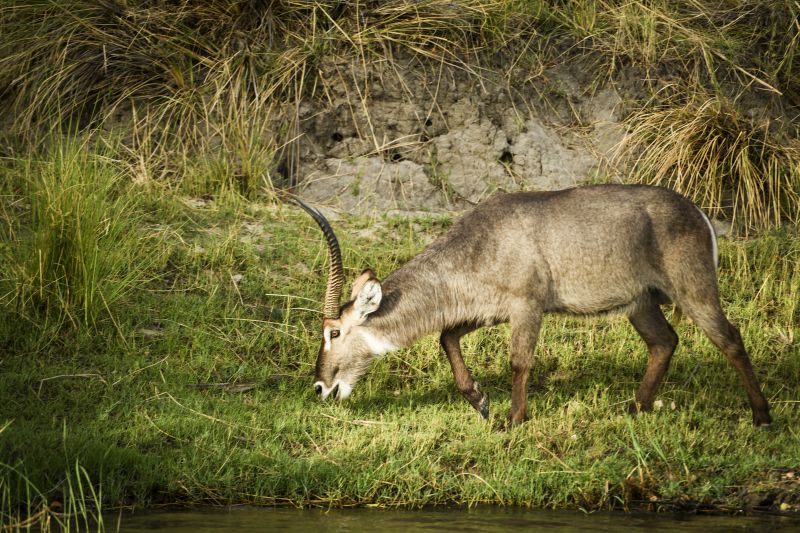Safari gros gibier au Zamb&egrave;ze