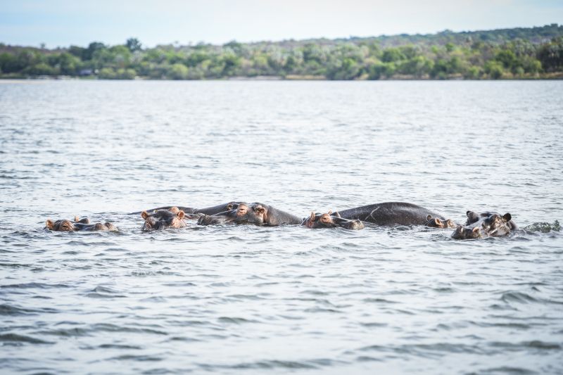 Safari gros gibier au Zamb&egrave;ze