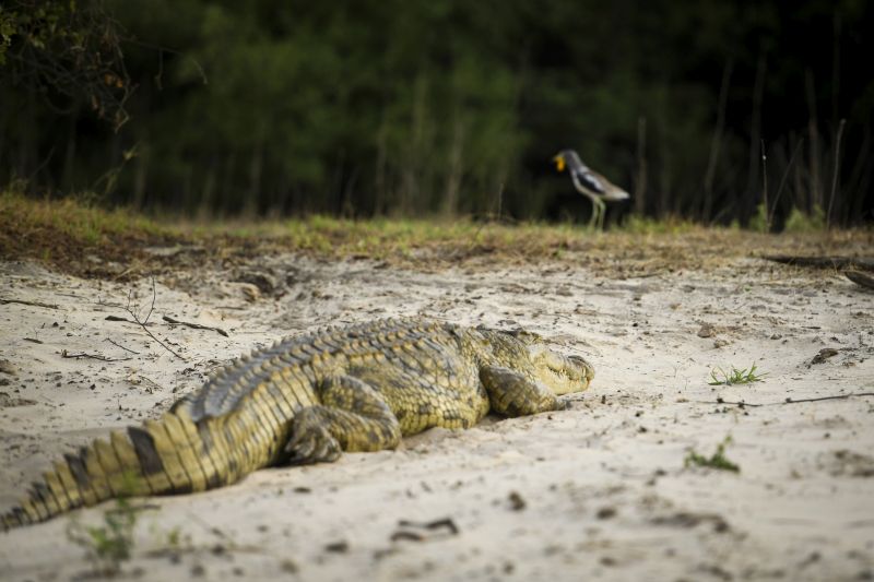 Safari gros gibier au Zamb&egrave;ze