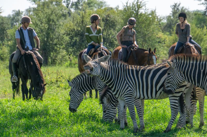Safari gros gibier au Zamb&egrave;ze