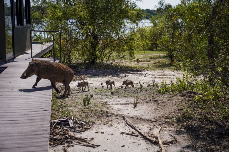 Safari gros gibier au Zamb&egrave;ze
