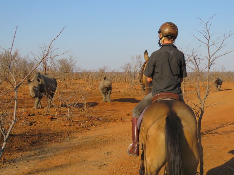 Safari gros gibier au Zamb&egrave;ze