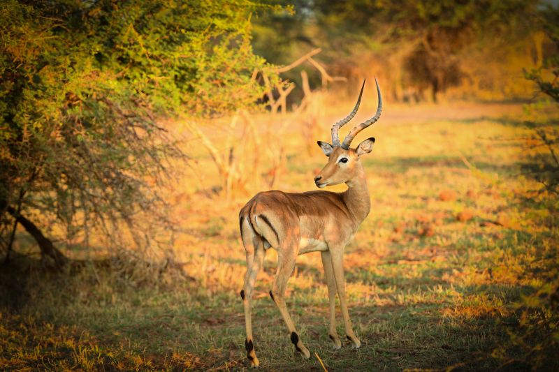 Safari gros gibier au Zamb&egrave;ze