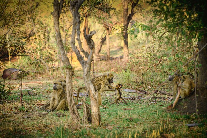 Safari gros gibier au Zamb&egrave;ze