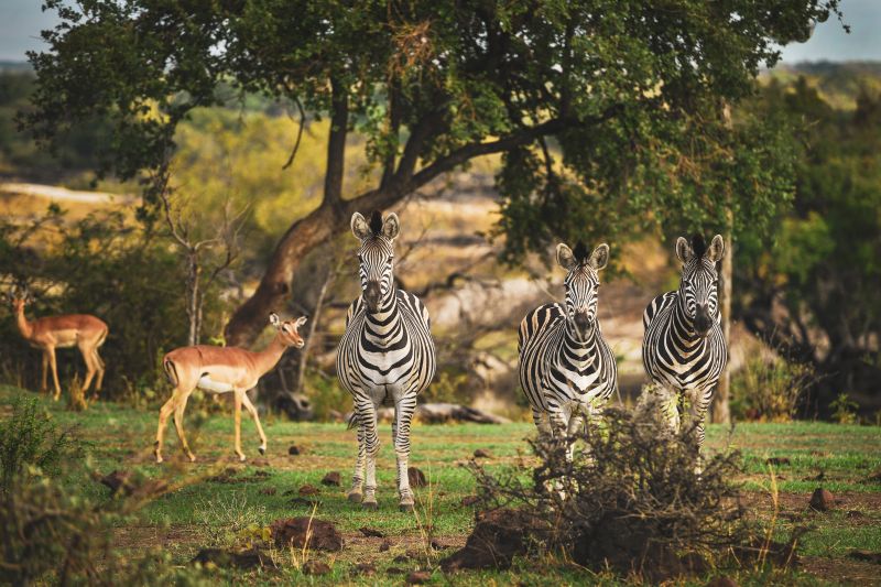 Safari gros gibier au Zamb&egrave;ze