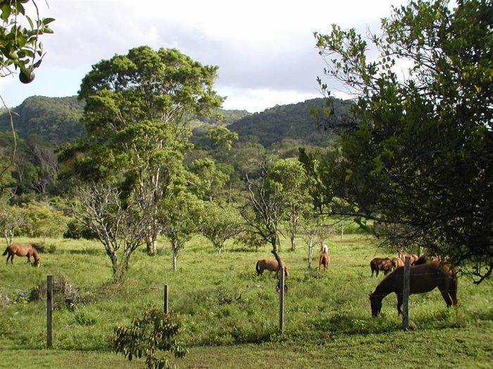 <span class="IndexTourName">Belize Jungle Trails</span>
