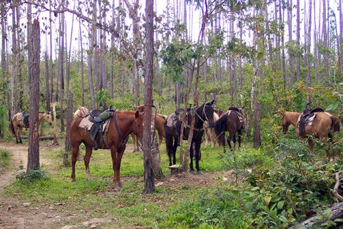 <span class="IndexTourName">Belize Jungle Trails</span>