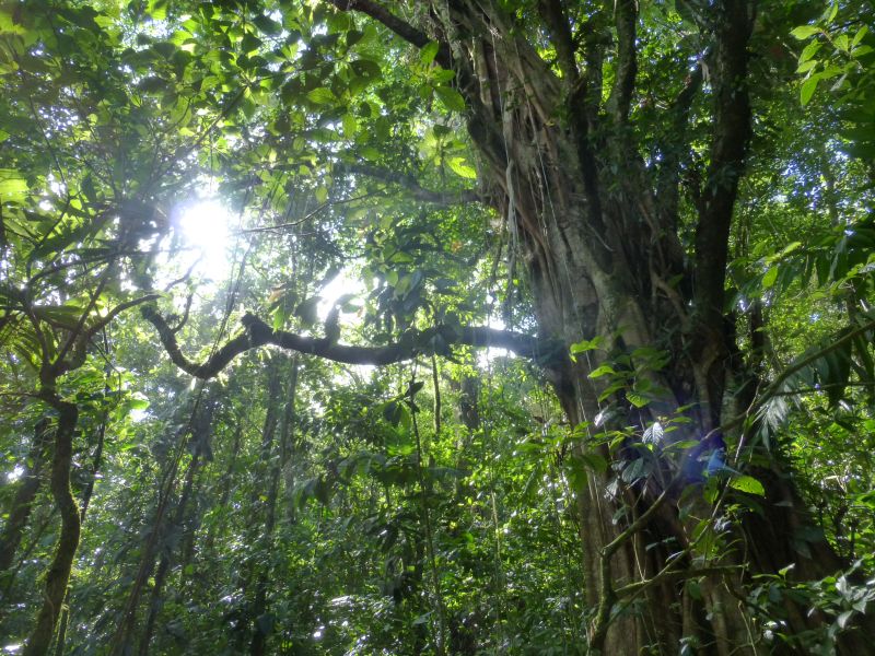 Aventure multisports dans la forêt tropicale