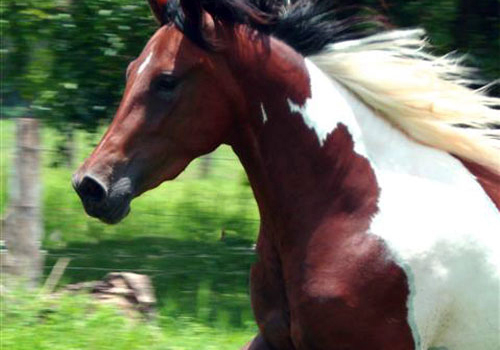 Volcans et mer au Guanacaste