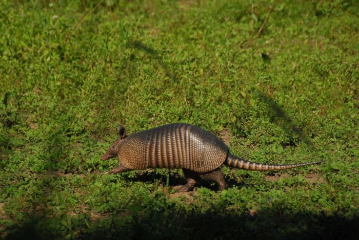 Balade du Pantanal