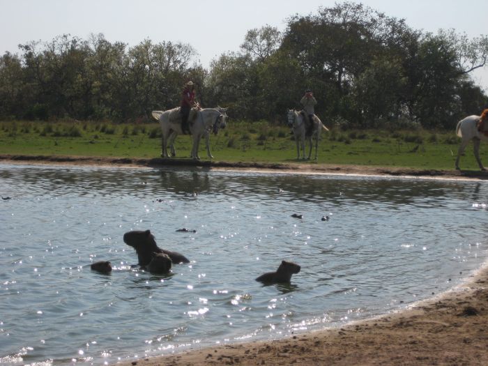 Balade du Pantanal