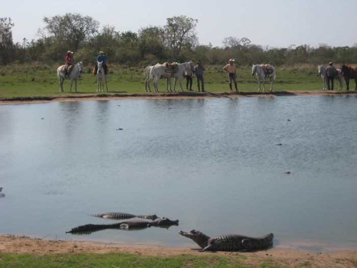 Balade du Pantanal