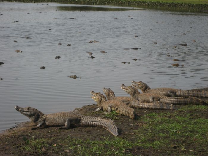 Balade du Pantanal