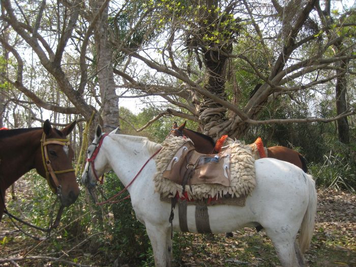 Balade du Pantanal