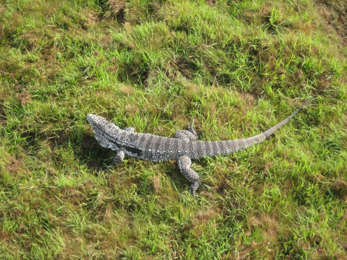 Balade du Pantanal