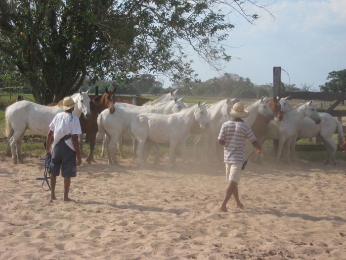 Balade du Pantanal
