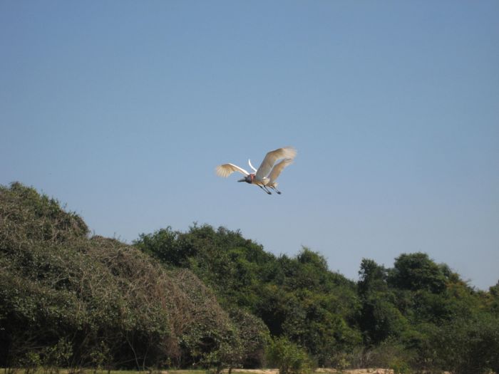 Balade du Pantanal