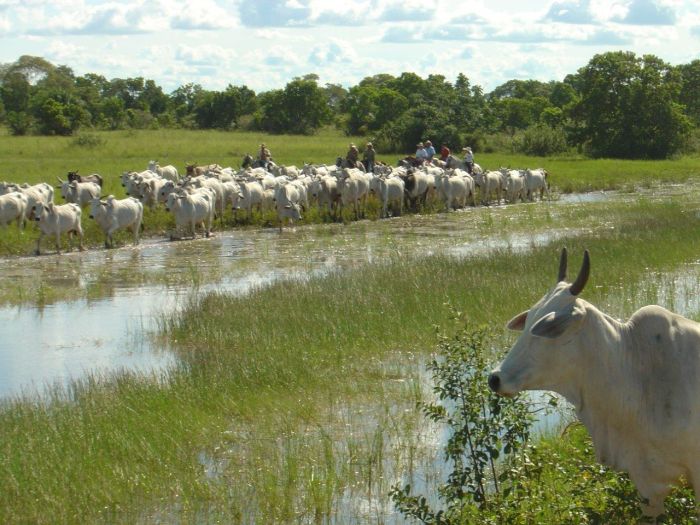 Balade du Pantanal