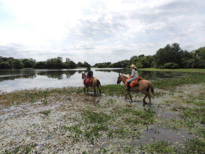 Balade du Pantanal