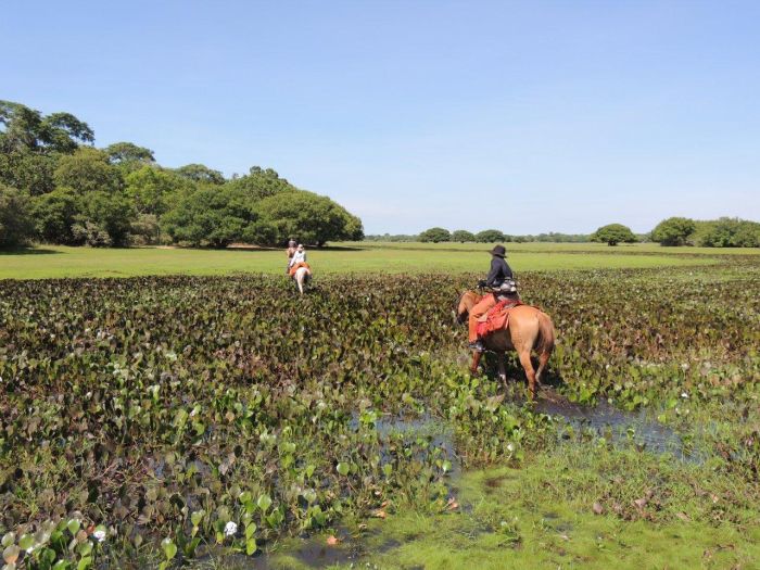 Balade du Pantanal