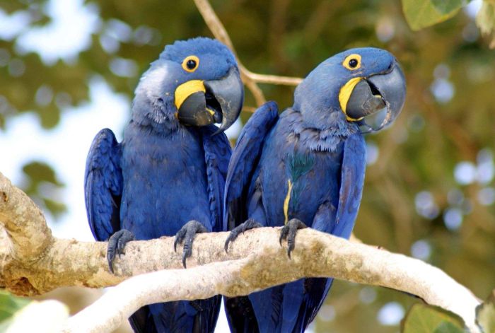 Balade du Pantanal