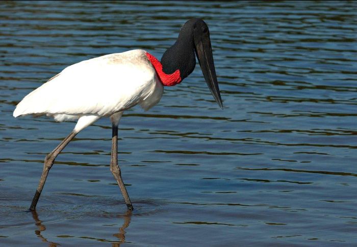 Balade du Pantanal