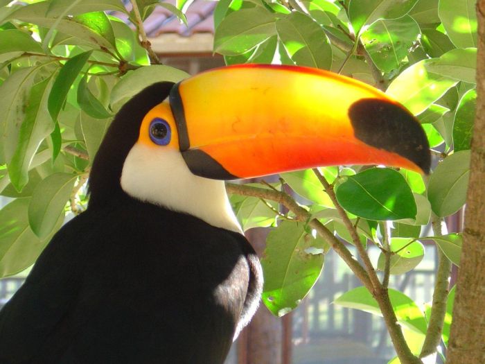 Balade du Pantanal