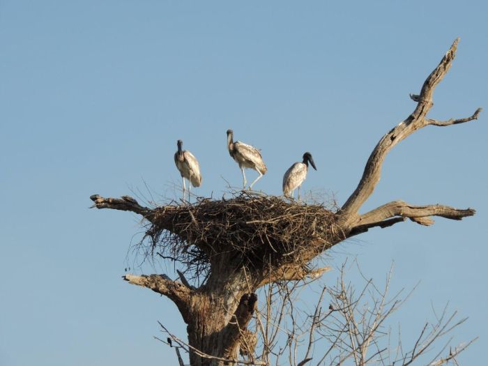 Balade du Pantanal