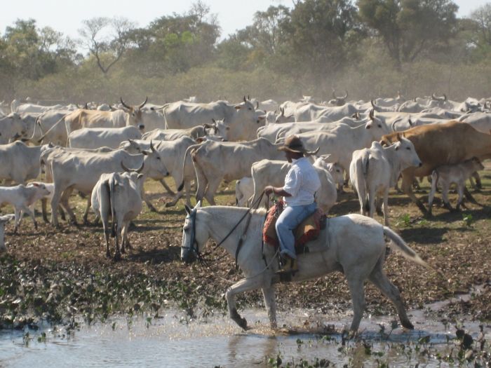 Balade du Pantanal