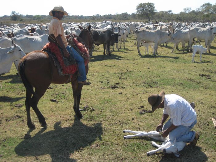 Balade du Pantanal