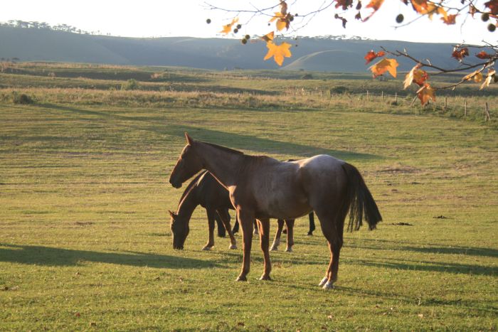 Randonnées avec les gauchos