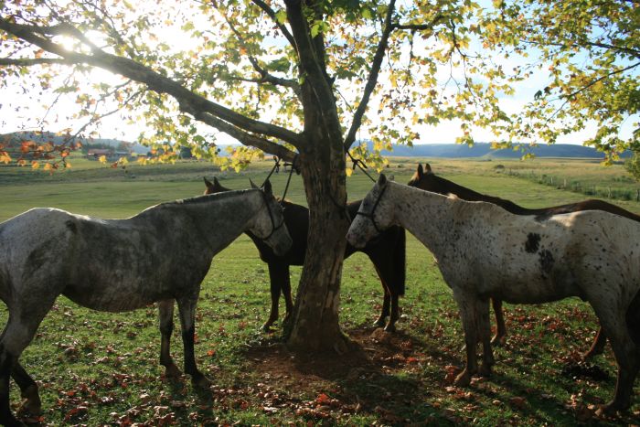 Randonnées avec les gauchos