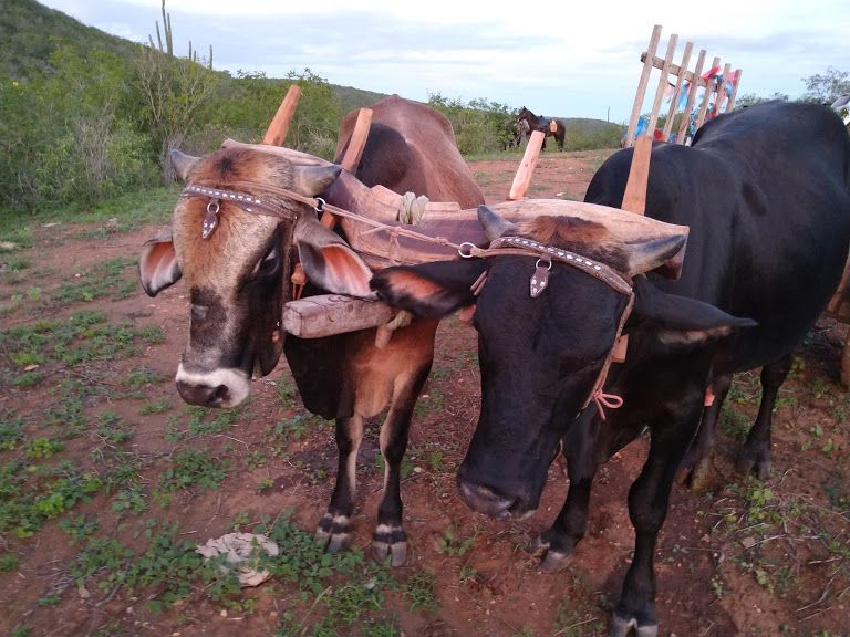 L'outback brésilien dans le nord-est