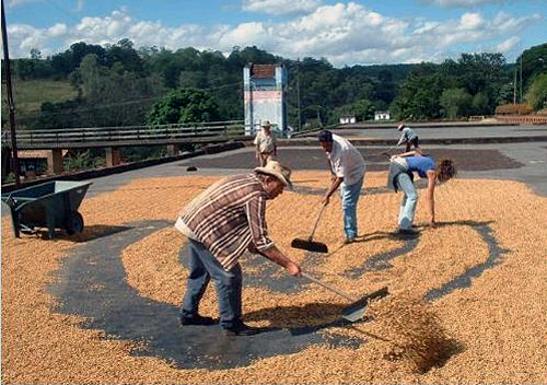 Balade des Fazendas du café