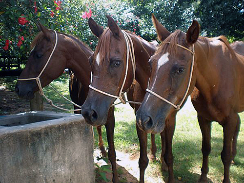 Balade des Fazendas du café