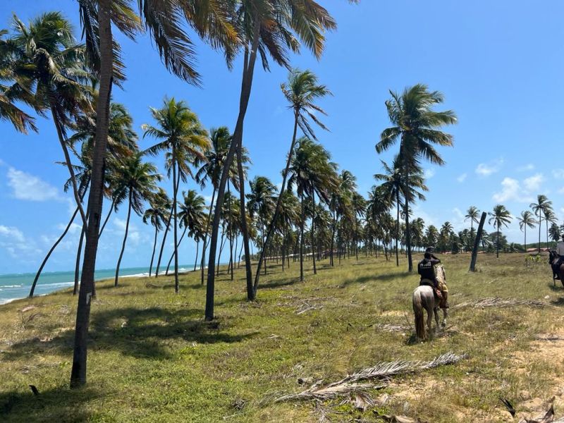 Coconut Trail