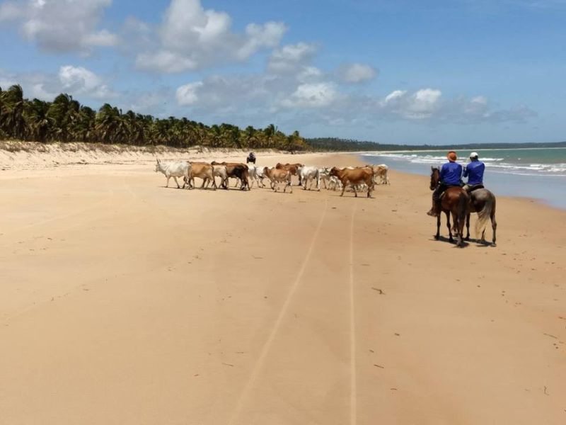 Coconut Trail