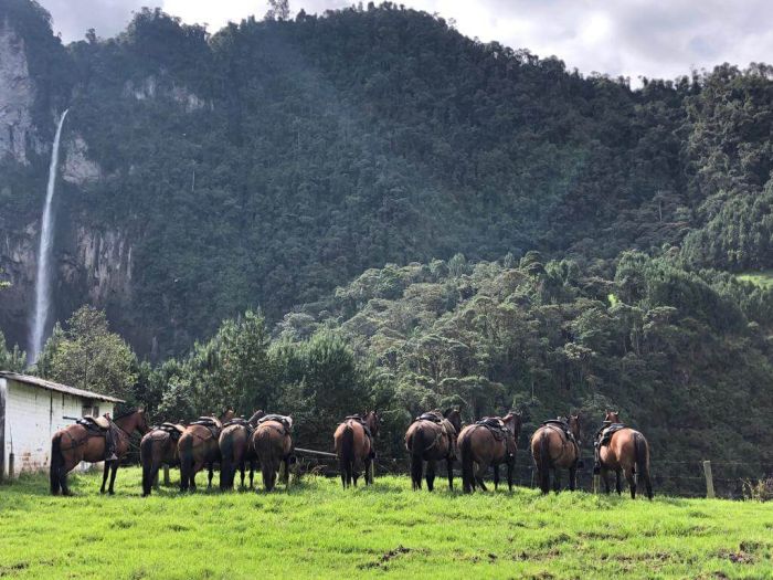 Orinoco Safari à cheval