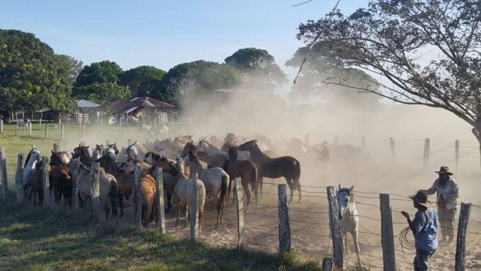 Orinoco Safari à cheval
