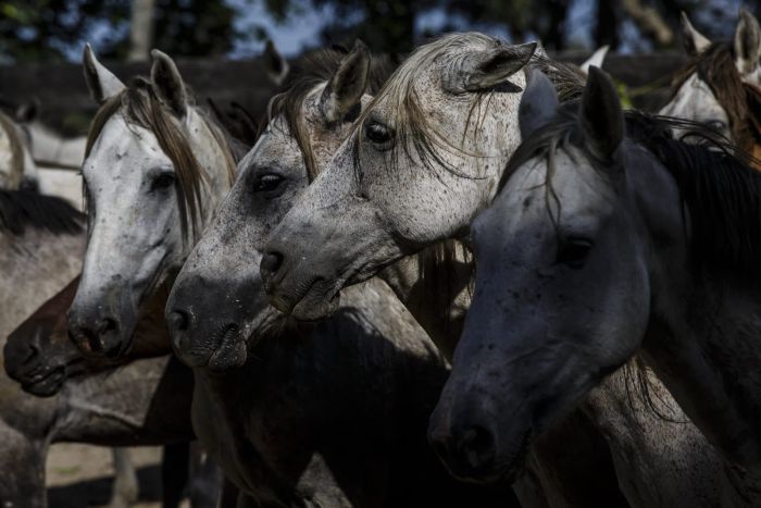 Orinoco Safari à cheval