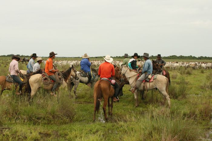 Orinoco Safari à cheval