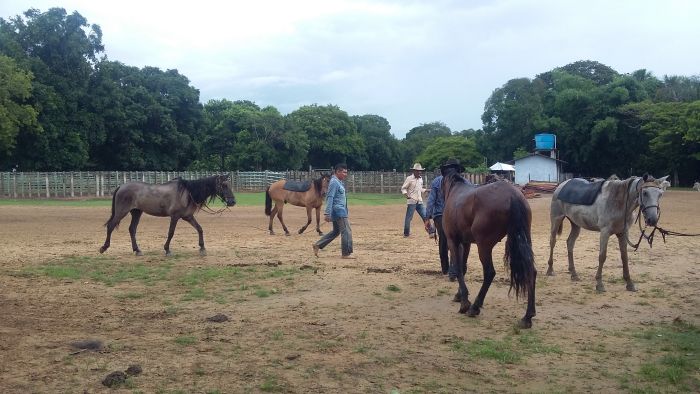 Orinoco Safari à cheval