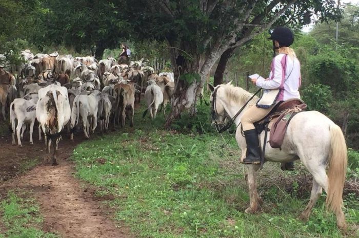 Orinoco Safari à cheval