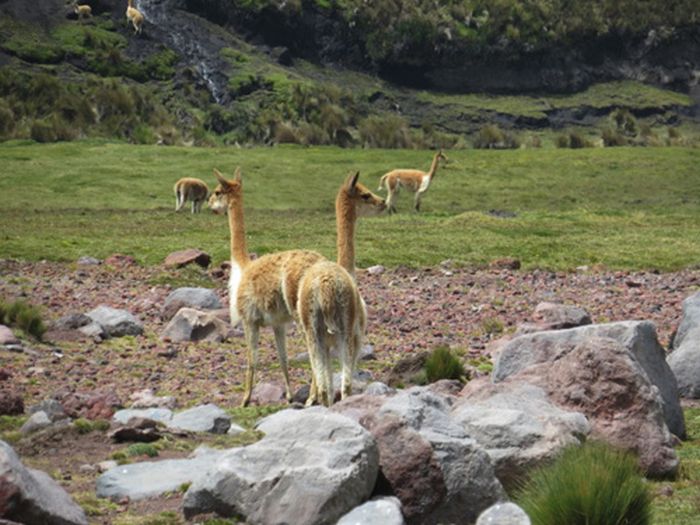Les Andes Sauvages