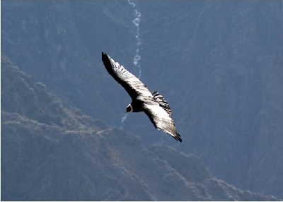 Randonnée dans la vallée de Colca