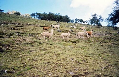 Le Trail Inca classique