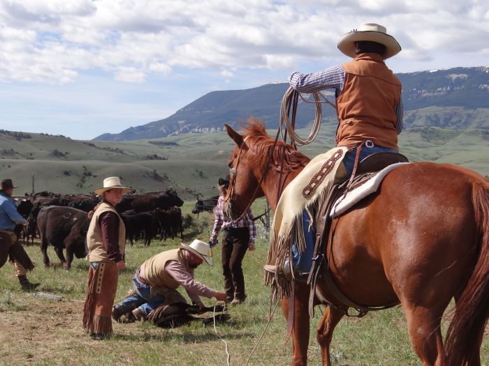Le ranch Dryhead: travail du bétail